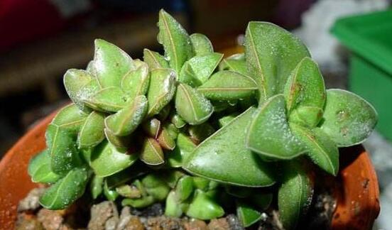 神童多肉如何养,多肉神童的养护技巧和繁殖办法