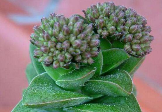 神童多肉如何养,多肉神童的养护技巧和繁殖办法