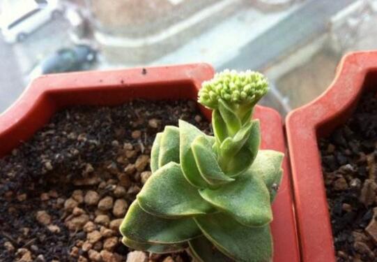 神童多肉如何养,多肉神童的养护技巧和繁殖办法