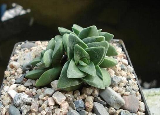 神童多肉如何养,多肉神童的养护技巧和繁殖办法