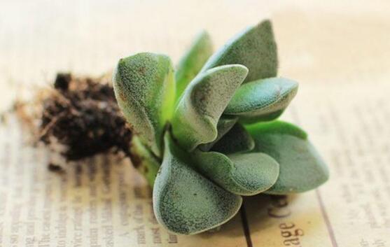 神童多肉如何养,多肉神童的养护技巧和繁殖办法