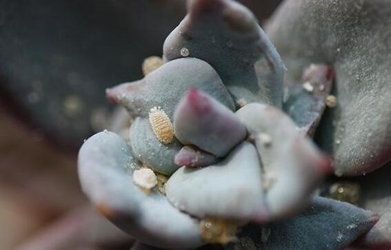 神童多肉如何养,多肉神童的养护技巧和繁殖办法