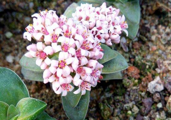 神童多肉如何养,多肉神童的养护技巧和繁殖办法