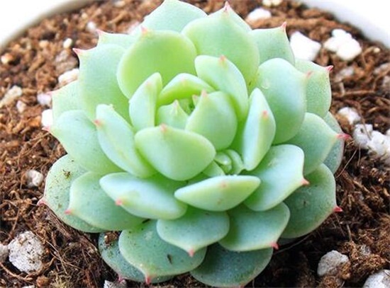 静夜秋季要如何养，4个步骤教你在秋季养殖静夜