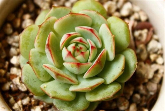 静夜秋季要如何养，4个步骤教你在秋季养殖静夜