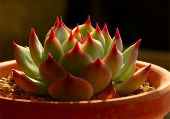 静夜秋季要如何养，4个步骤教你在秋季养殖静夜