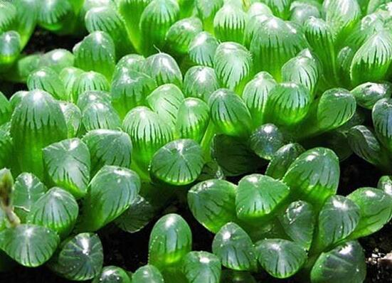 大型玉露如何养，养好大型玉露六步曲