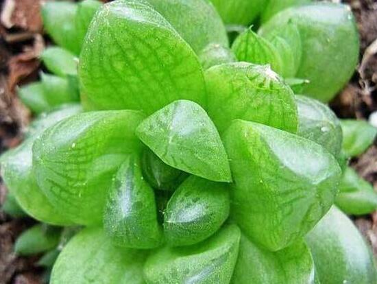 大型玉露如何养，养好大型玉露六步曲