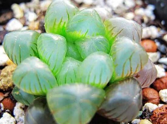 大型玉露如何养，养好大型玉露六步曲