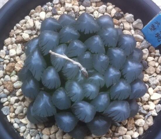 大型玉露如何养，养好大型玉露六步曲