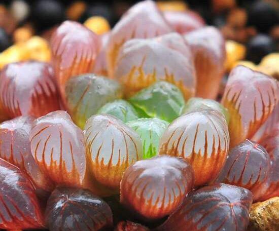 大型玉露如何养，养好大型玉露六步曲