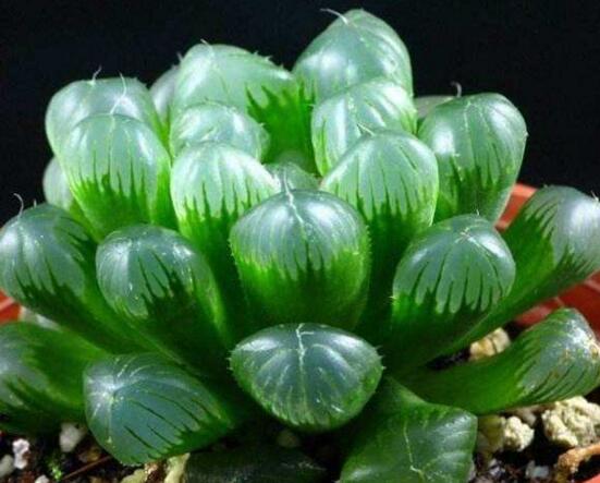 大型玉露如何养，养好大型玉露六步曲