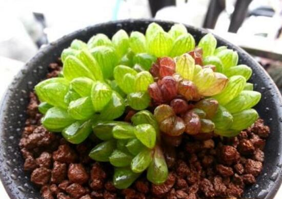 大型玉露如何养，养好大型玉露六步曲