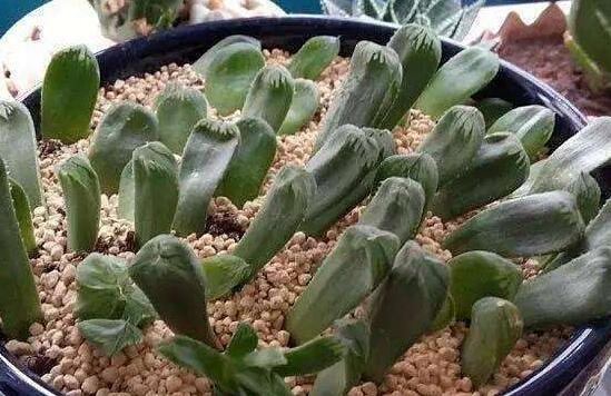 大型玉露如何养，养好大型玉露六步曲