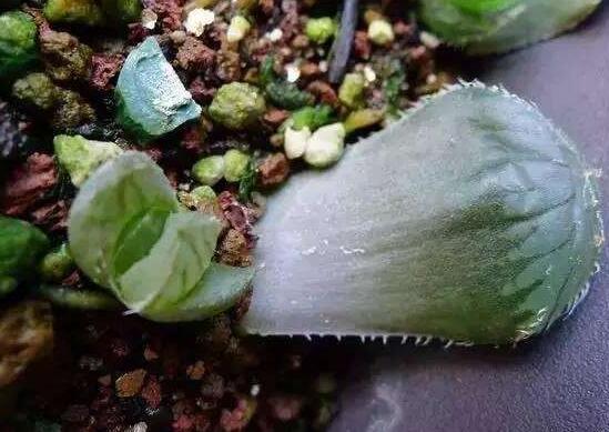 大型玉露如何养，养好大型玉露六步曲