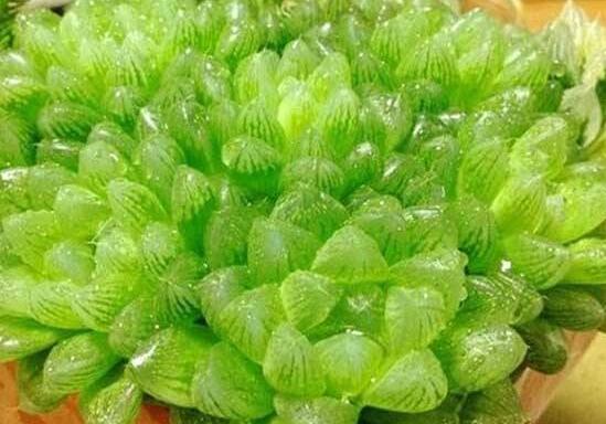 大型玉露如何养，养好大型玉露六步曲