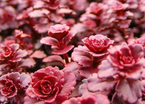 小球玫瑰如何养更红，3个技巧让你的小球玫瑰红红火火