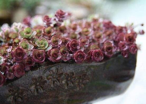 小球玫瑰如何养更红，3个技巧让你的小球玫瑰红红火火