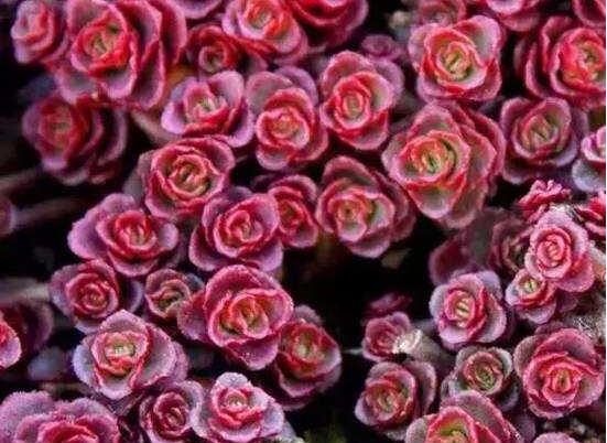 小球玫瑰如何养更红，3个技巧让你的小球玫瑰红红火火