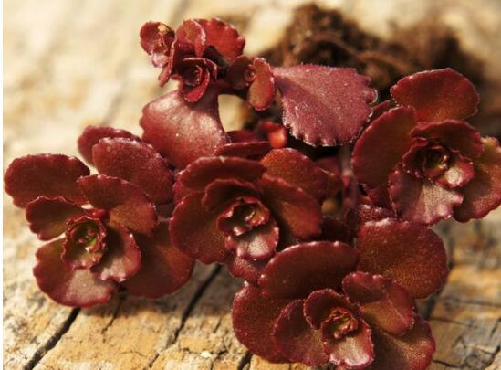 小球玫瑰如何养更红，3个技巧让你的小球玫瑰红红火火