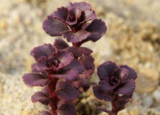 小球玫瑰如何养更红，3个技巧让你的小球玫瑰红红火火