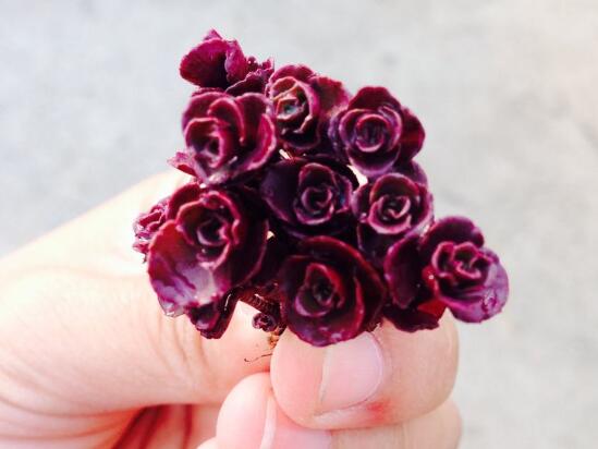 小球玫瑰如何养更红，3个技巧让你的小球玫瑰红红火火