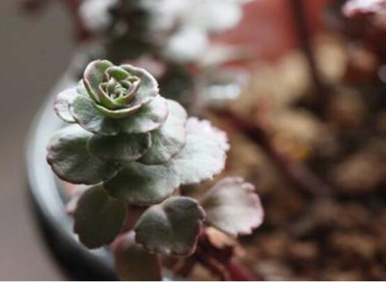 小球玫瑰如何养更红，3个技巧让你的小球玫瑰红红火火