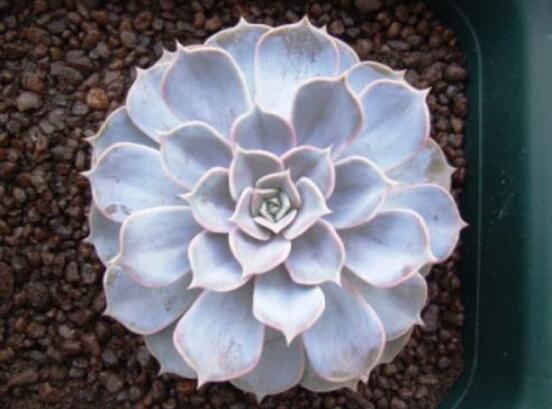 美丽莲如何养，多晒太阳少浇水/保持高温就可以爆盆