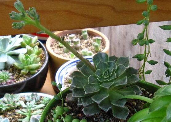 美丽莲如何养，多晒太阳少浇水/保持高温就可以爆盆