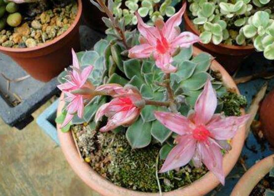 美丽莲如何养，多晒太阳少浇水/保持高温就可以爆盆