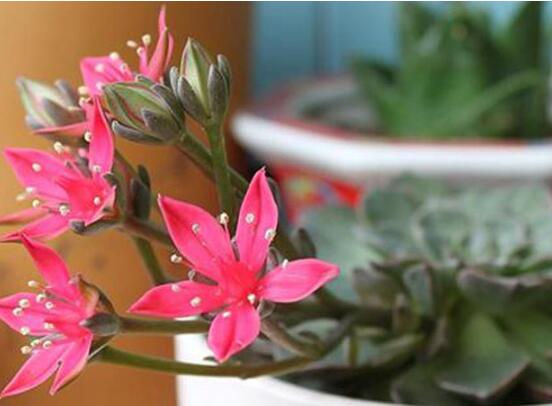 美丽莲如何养，多晒太阳少浇水/保持高温就可以爆盆