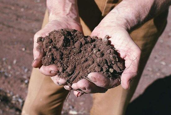 蒂亚如何养，4个要点教你养殖出美丽的蒂亚