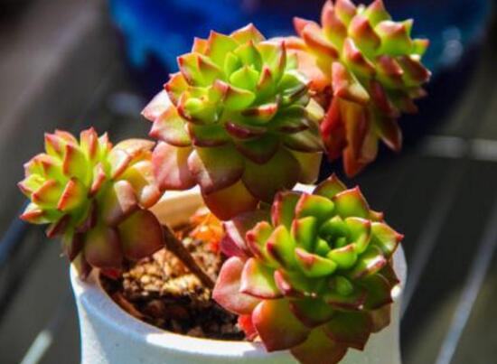 蒂亚如何养，4个要点教你养殖出美丽的蒂亚