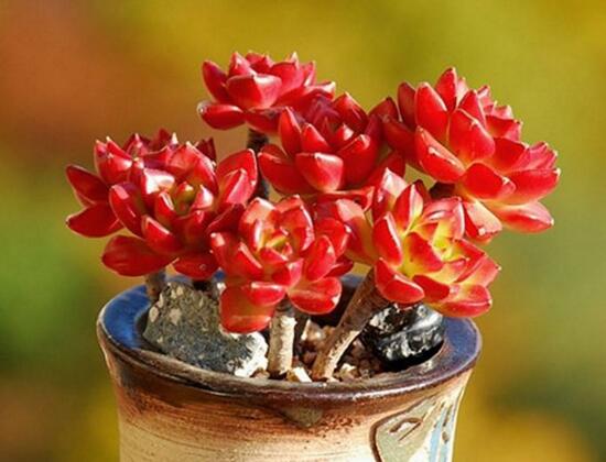 蒂亚如何养，4个要点教你养殖出美丽的蒂亚