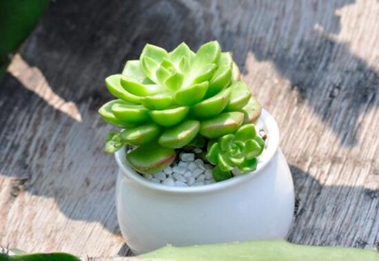 蒂亚如何养，4个要点教你养殖出美丽的蒂亚