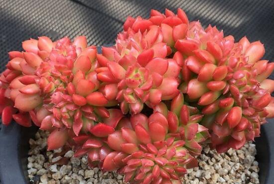 蒂亚如何养，4个要点教你养殖出美丽的蒂亚