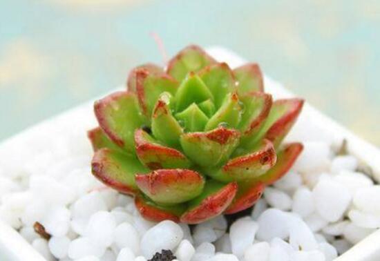 蒂亚如何养，4个要点教你养殖出美丽的蒂亚