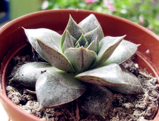 大和锦多肉如何养，大和锦如何爆盆(2种办法)
