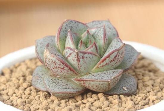 大和锦多肉如何养，大和锦如何爆盆(2种办法)