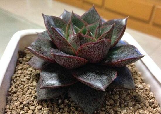 大和锦多肉如何养，大和锦如何爆盆(2种办法)