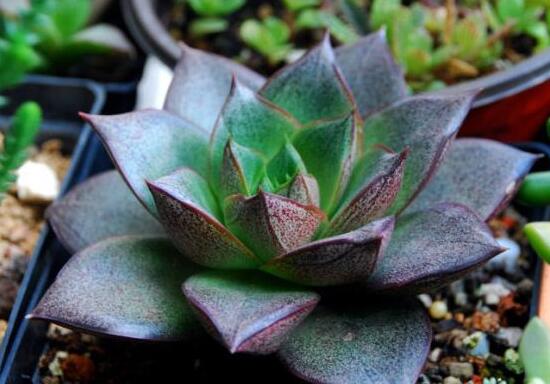 大和锦多肉如何养，大和锦如何爆盆(2种办法)