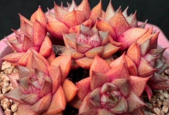 大和锦多肉如何养，大和锦如何爆盆(2种办法)