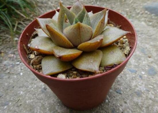 大和锦多肉如何养，大和锦如何爆盆(2种办法)