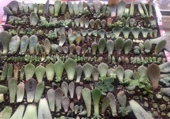 葡萄多肉如何养才爆盆,扦插繁殖爆盆最快