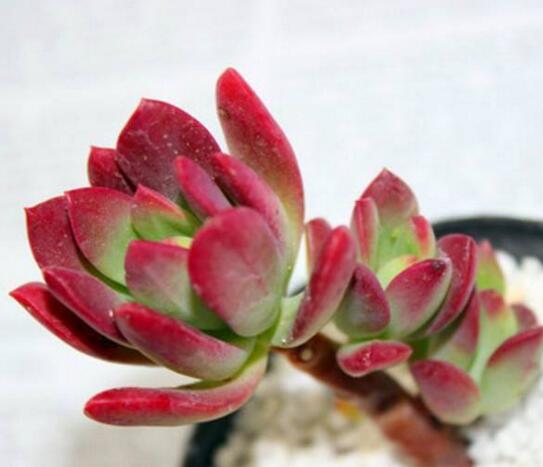 葡萄多肉如何养才爆盆,扦插繁殖爆盆最快