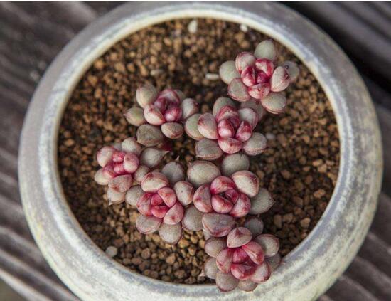 葡萄多肉如何养才爆盆,扦插繁殖爆盆最快