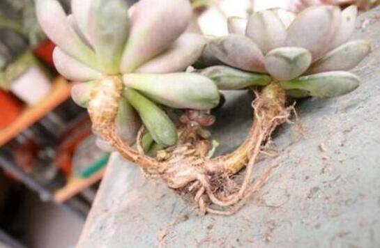 葡萄多肉如何养才爆盆,扦插繁殖爆盆最快