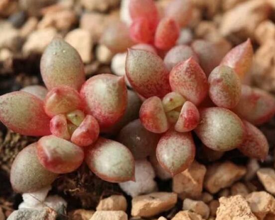 葡萄多肉如何养才爆盆,扦插繁殖爆盆最快