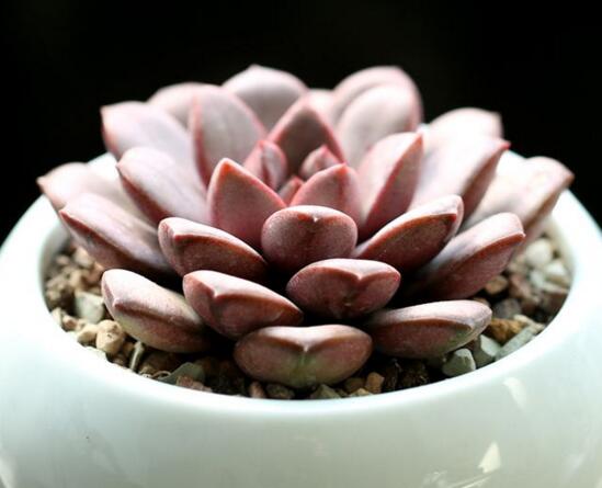 葡萄多肉如何养才爆盆,扦插繁殖爆盆最快