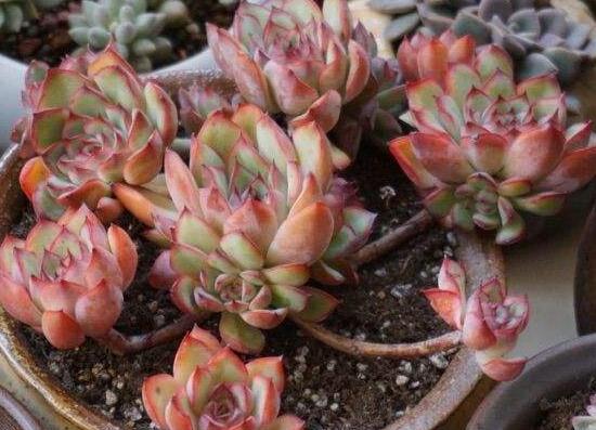 葡萄多肉如何养才爆盆,扦插繁殖爆盆最快